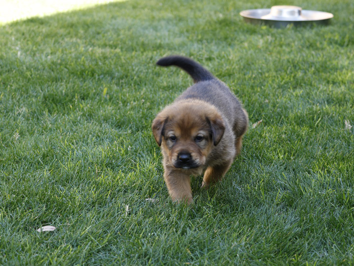 chinook dog